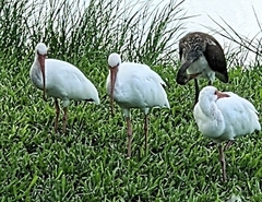 Eudocimus albus