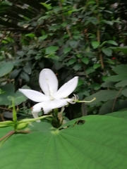 Bauhinia acuminata