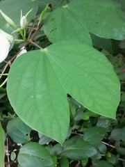 Bauhinia acuminata