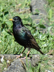 Sturnus vulgaris