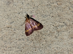 Pyrausta pseuderosnealis