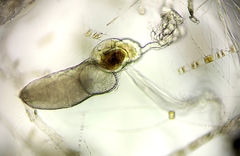 Fritillaria borealis