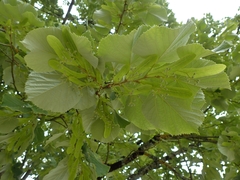 Tilia