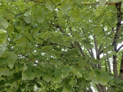 Tilia