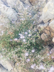 Limonium cancellatum