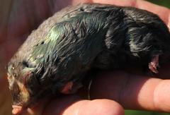 Chrysochloris asiatica