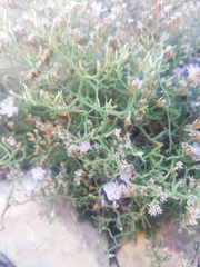 Limonium cancellatum