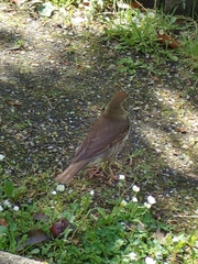 Turdus philomelos