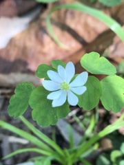 Thalictrum clavatum