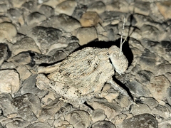 Phrynotettix robustus