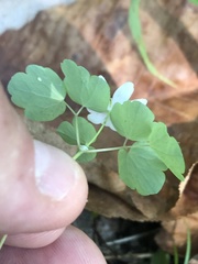Thalictrum clavatum