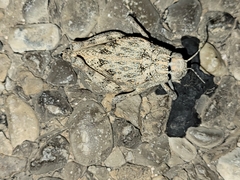 Phrynotettix robustus