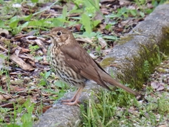 Turdus philomelos