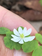 Thalictrum clavatum