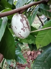 Theobroma cacao