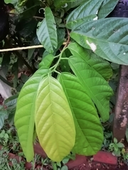 Theobroma cacao