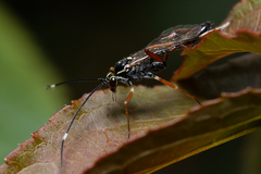 Ischnus inquisitorius