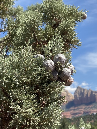 Smooth Arizona cypress (Hesperocyparis glabra)