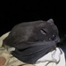 Pygmy Fruit Bat - Photo (c) Oscar Johnson, some rights reserved (CC BY-NC-ND), uploaded by Oscar Johnson