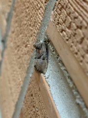 Meropleon diversicolor