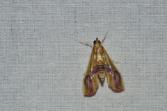 Agathodes ostentalis