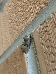 Meropleon diversicolor