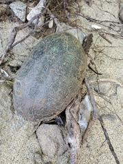 Kinosterninae