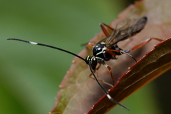 Ischnus inquisitorius