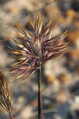 Geochloa