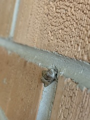 Meropleon diversicolor