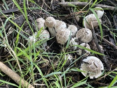 Pseudochitonia