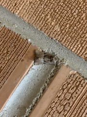 Meropleon diversicolor