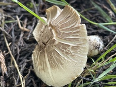Pseudochitonia