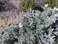Eumorphia prostrata