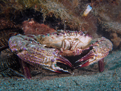 Charybdis granulata