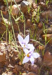Romulea schlechteri