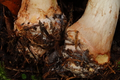 Cortinarius odorifer