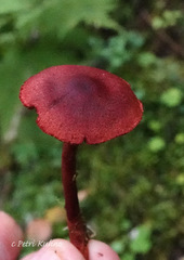 Cortinarius vitiosus