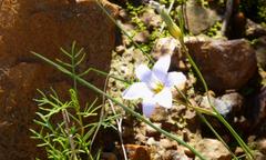 Romulea schlechteri