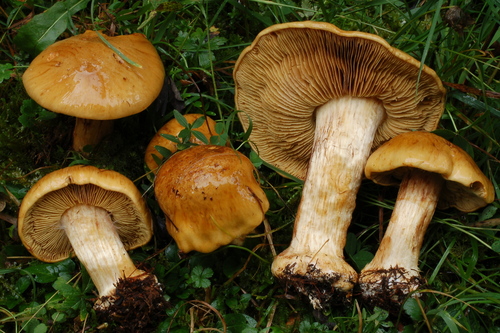 Cortinarius elegantior