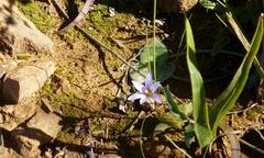 Romulea schlechteri