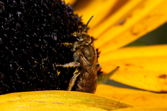 Halictus subauratus