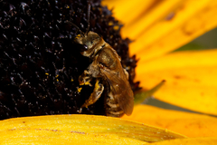Halictus subauratus