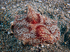 Coeloplana meteoris