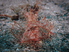 Pteroidichthys amboinensis