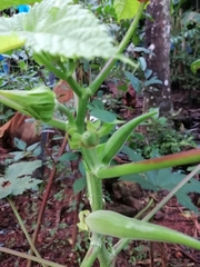 Abelmoschus esculentus