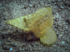 Ablabys macracanthus