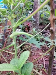 Abelmoschus esculentus