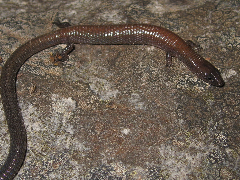 Dixon's Anotosaura