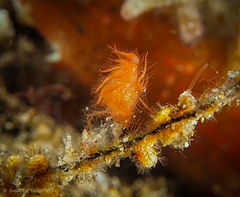 Phycocaris simulans